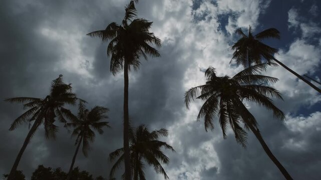 Coconut trees in silhouette against cloudy sky with sunlight peeking through, timelapse, 4k