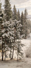 Snow-covered pine trees in the forest