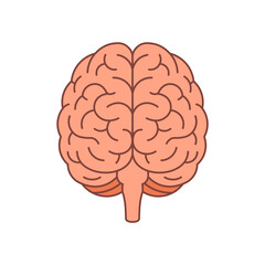 Brain vector flat human anatomy icon. Cartoon brain medical isolated flat head symbol