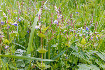 Germander Speedwell Wildflowers in Green Meadow