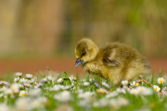 Greylag goose gosling standing on grass with daisy flowers