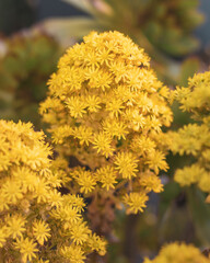 yellow flowers in the garden
