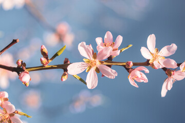 Pink cherry blossem flower 