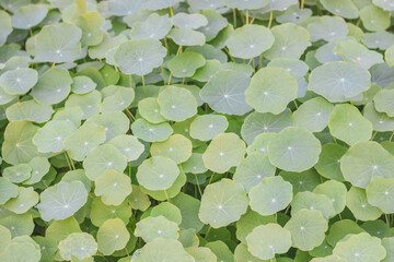 green leaves background