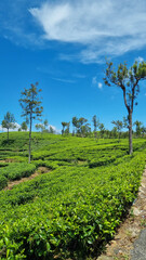 Obraz premium Picturesque tea plantation in Sri Lanka, highlighting lush green hills and world-famous tea estates