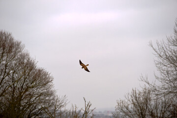 Common kestrel Falco tinnunculus flying over agriculture field with prey on a foggy winter day. Photo taken December 24th, 2025, Zurich Oberglatt, Switzerland.