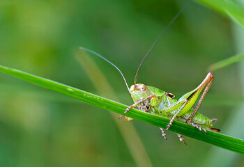green grasshopper on a leaf © Vladimir