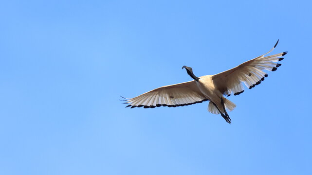 al volo