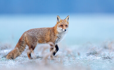 Red fox ( Vulpes vulpes ) in winter scenery