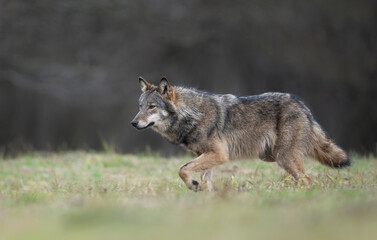 Grey wolf ( Canis lupus ) close up
