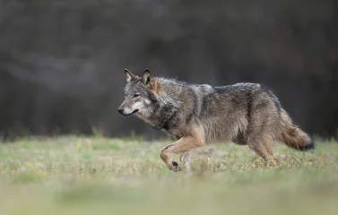 Fotobehang Muziek Grey wolf ( Canis lupus ) close up  © Piotr Krzeslak