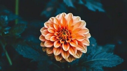 Orange Dahlia in Bloom