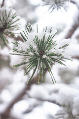 snow covered pine needles