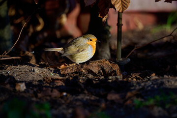 close up of robin in the garden