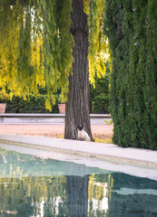 cat in a park in the summer 