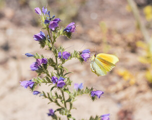 butterfly on a purple flower