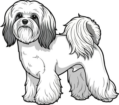 lowchen dog standing side profile view facing front cute  pose