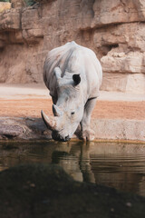 rhino in the zoo