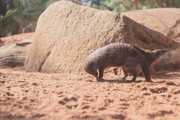 banded mongoose on the zoo