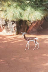 Dama gazelle on a zoo 