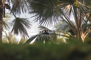 black and white lemur on a palm tree  © Manuela Martin