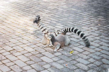 lemurs on the road © Manuela Martin
