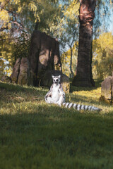 Obraz premium ring tailed lemur meditating 