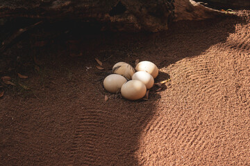 ostrich eggs in nest