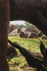 Waterbuck restin in grass 