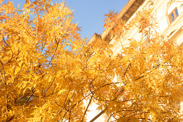 golden autumn leaves