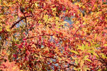 colorful autumn leaves