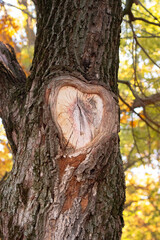 trunk of a tree in autumn