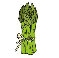Bunch of fresh juicy asparagus tied with a ribbon on white background