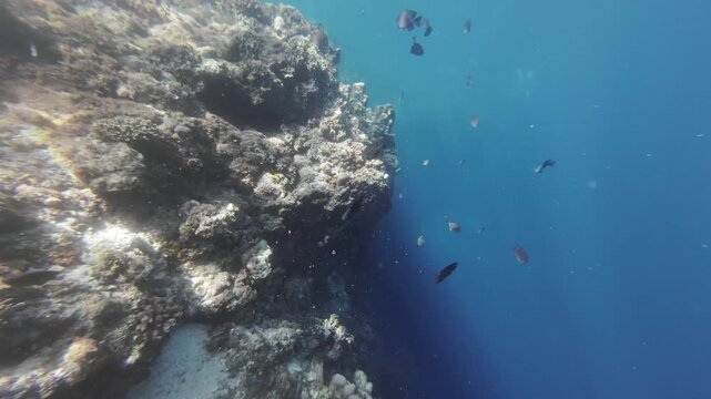 Fish swim among corals underwater in tropical sea, 4k