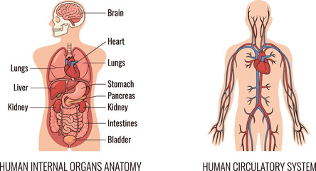 Human anatomy and circulatory system illustration, labeled organs chart, educational medical diagram, flat vector design, biology and physiology reference