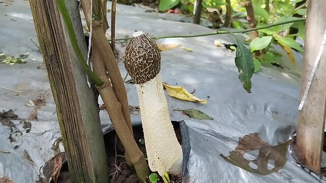 White Veiled Lady Mushroom (Phallus indusiatus) Growing in Tropical Nature