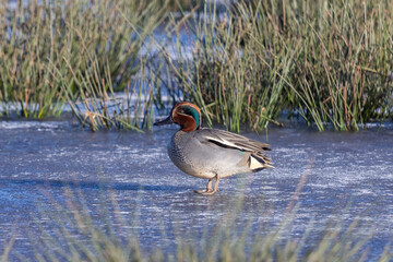 Eurasian teal stands on frozen water at Wolkenberg nature reserve in Eempolder, Baarn during winter season © Gertjan Hooijer