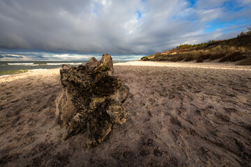 Konar drzewa na szerokiej, zimowej plaży na tle groźnego, zimowego nieba © Magdalena
