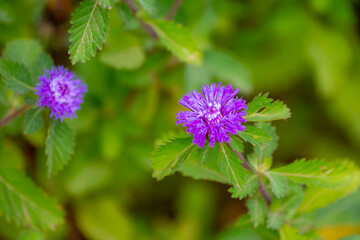 Fototapeta premium Selective focus of blue flower and green leaves in garden, Centratherum is a genus of flowering plants in the family Asteraceae, Common names include Brazilian button and lark daisy, Nature background
