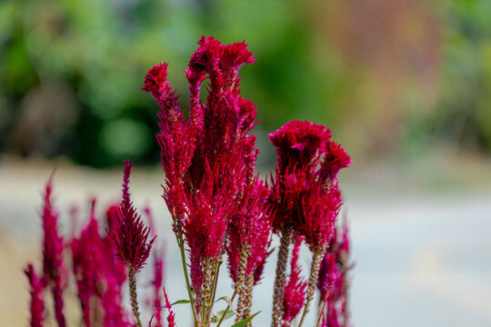 Selective focus of purple red flower Silver cock's comb in the garden, Celosia argentea, commonly known as the plumed cockscomb is a herbaceous plant of tropical origin, Natural floral background.