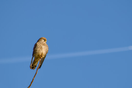Close-up of a common kestrel perched on thin branch against blue sky - Powered by Adobe