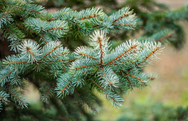 Snow-white pine branches as a background for New Year's creative works.