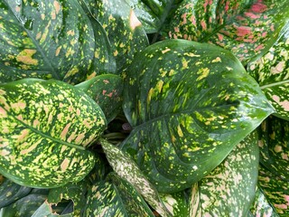 pumpkin on the ground
