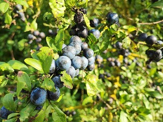 Close-up of fresh blueberries on a bush, ready for harvest