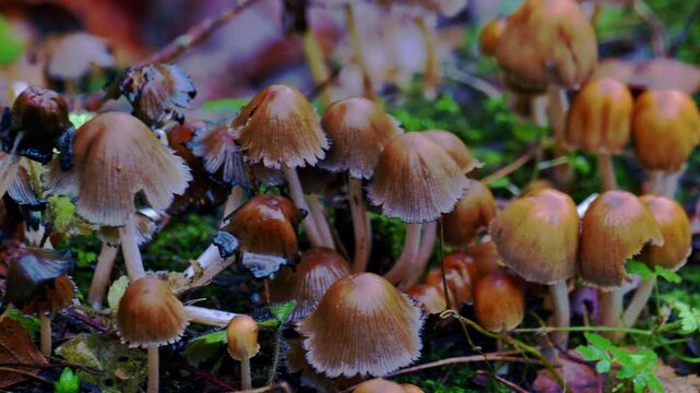 Extreme Close Up Of Glistening Inkcap Mushrooms On A Mossy Fallen Log Surrounded By Wet Leaves, Moss, And Woodland Debris - Sliding Left To Right