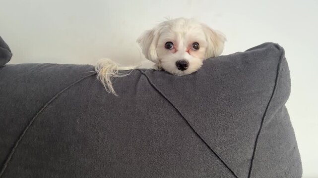 Small white Maltese dog lying on a gray couch indoors, resting its head and looking calm. Cozy home setting with soft light, relaxed pet behavior ideal for lifestyle, veterinary, and pet care themes