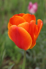 日本の春の庭に咲くオレンジ色のチューリップの美しい花