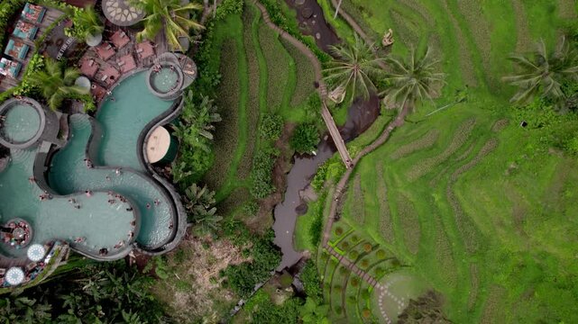 Alas Harum, low flying top-down aerial over green terraced rice fields and winding river, Ubud, Bali