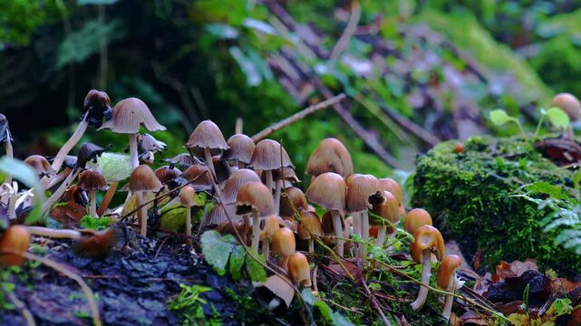 Close Up Of Glistening Inkcap Mushrooms On A Mossy Fallen Log Surrounded By Wet Leaves, Moss, And Woodland Debris