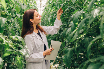 Female Scientist Tracks Plant Features For Crop Improvement, Agronomist Carefully Evaluates Tomato Plant Characteristics And Environmental Factors For Maximizing Yield
